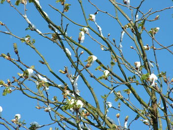 Low angle view of flowers against blue sky