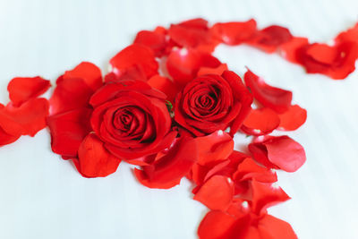 Close-up of red roses against white background