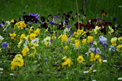 Close-up of purple crocus flowers on field
