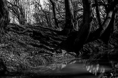 Scenic view of river in forest