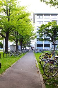 Footpath in park