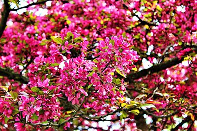 Close-up of pink flowers blooming on tree