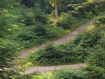 Trees in forest