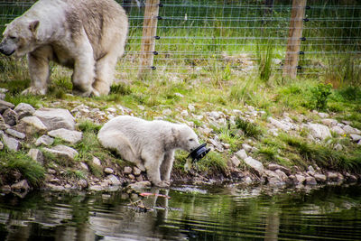 Sheep in a lake