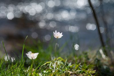 Close-up of white flowering plants on land