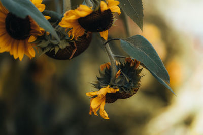 Close-up of wilted flower