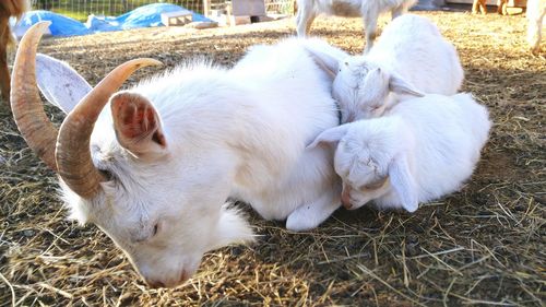 Close-up of goats resting at farm