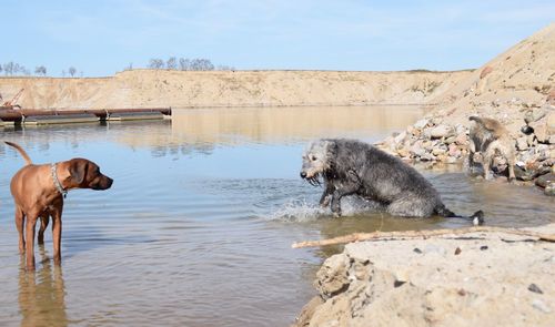 Dogs on rock by lake