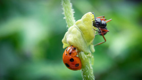 Close-up of insect on flower