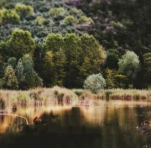 Scenic view of lake by trees in forest