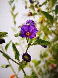 Close-up of purple flowering plant