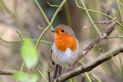 Close-up of robin perching on branch 