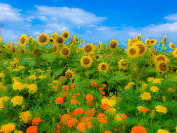 Scenic view of sunflowers