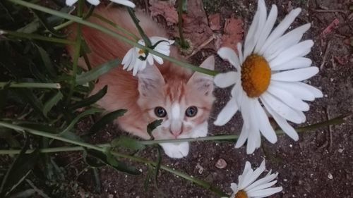 High angle portrait of cat on flowers