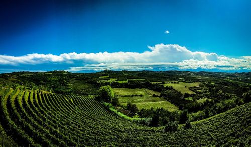 Scenic view of agricultural field against sky