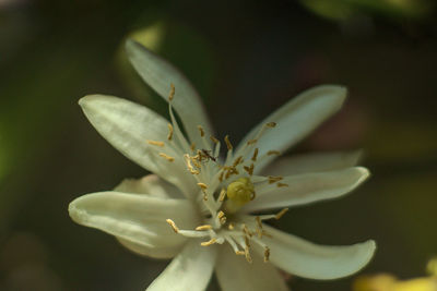 Close-up of white flowering plant