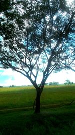 Trees on grassy field