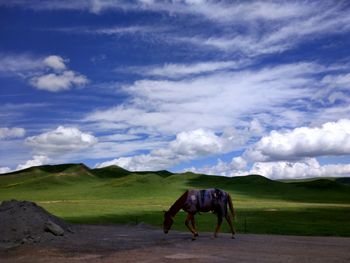 Horses grazing on field against cloudy sky