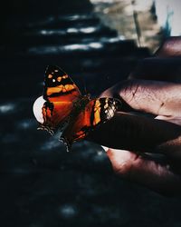 Close-up of hand holding insect