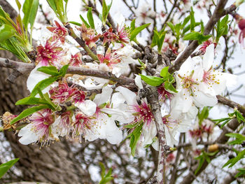Close-up of white flowers on branch