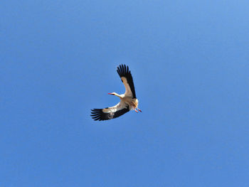 Low angle view of bird flying against clear blue sky