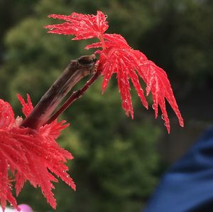 Close-up of red maple leaf