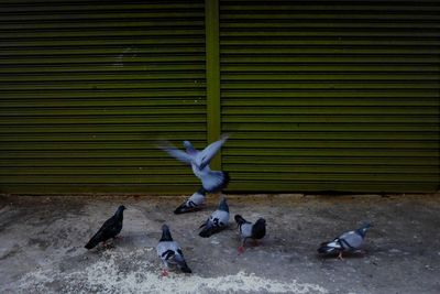 View of pigeons perching on closed shutter