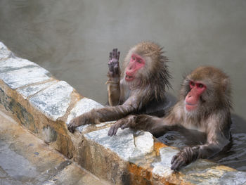 Monkeys sitting on rock