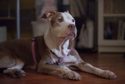 Portrait of dog at home