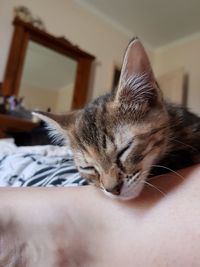 Close-up of cat with eyes closed at home