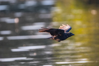 Bird flying over blurred background