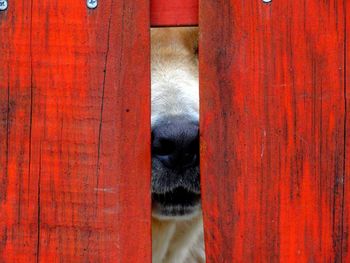 Close-up of labrador retriever behind wooden fence