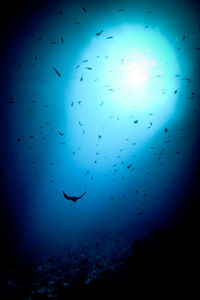 Low angle view of fish underwater