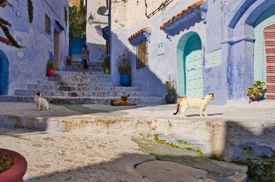 View of horse on street against building