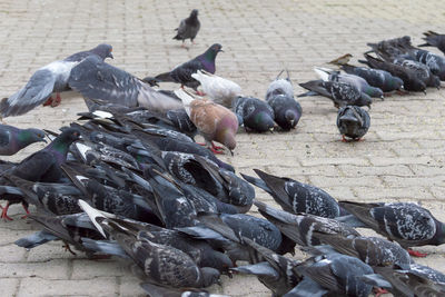 High angle view of pigeons feeding on street