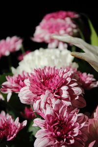 Close-up of pink flowers blooming outdoors