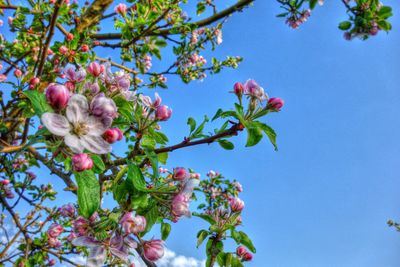 Low angle view of pink flowers blooming on tree