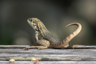 Close-up of lizard on wood