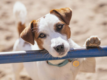 Close-up portrait of dog looking away