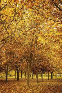 View of autumnal trees in park during autumn