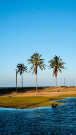 Scenic view of palm trees against clear blue sky