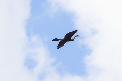 Low angle view of bird flying in sky