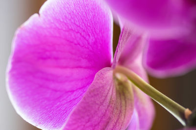 Close-up of pink rose flower