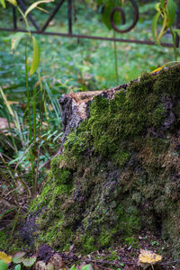 Close-up of moss growing on tree trunk