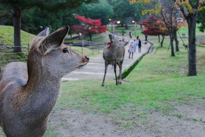 Deer in a field