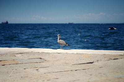 Seagull perching on shore by sea against sky