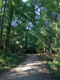 Road passing through forest