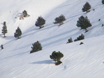 High angle view of trees on snow covered field