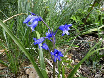 Close-up of purple flowers blooming in field