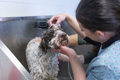 Young woman groomer washing and massaging a spanish water dog on a bathtub prior to groom it